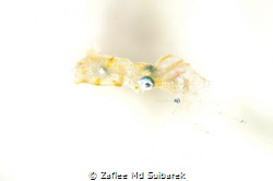 Pygmy Squid having dinner by Zaflee Md Suibarek 